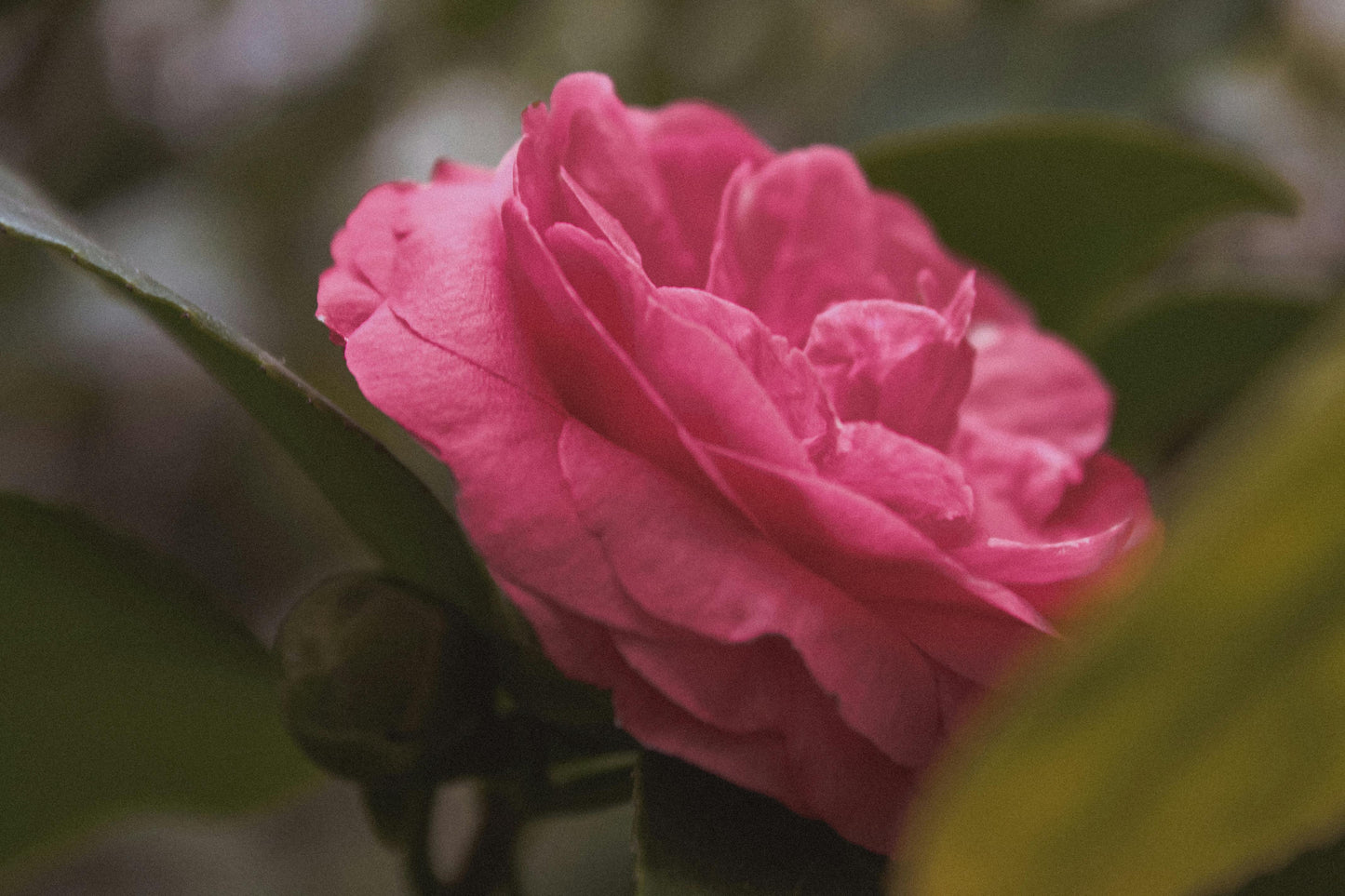Semillas para Jardín Colorido